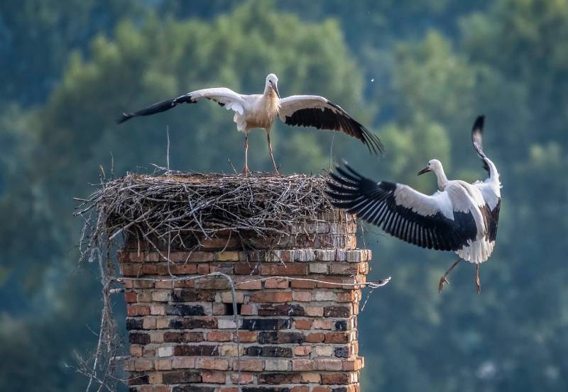 Professional Chimney Animal Removal Services in Brighton, Michigan