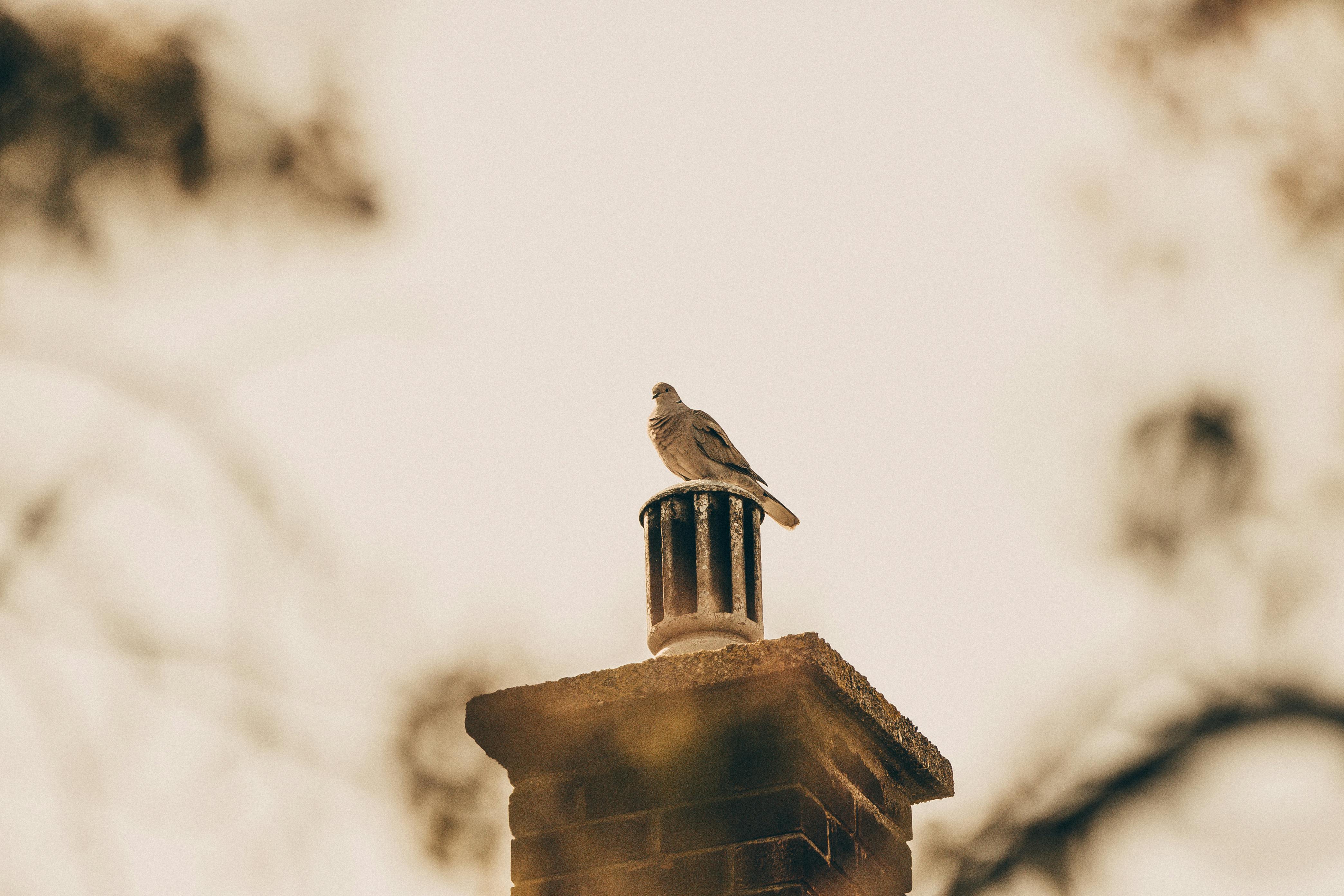 Expert Chimney Cap Installation in Brighton, Michigan